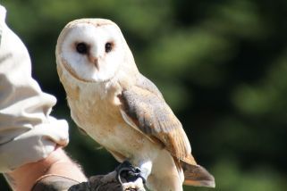 Tyto capensis - Kapgraseule